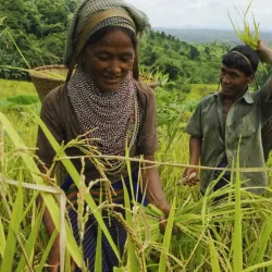 bangladeshi-indigenous-farmers-busy-harvesting-jhum-rice-hills-bandorban-chittagong-bangladesh-september-288136124